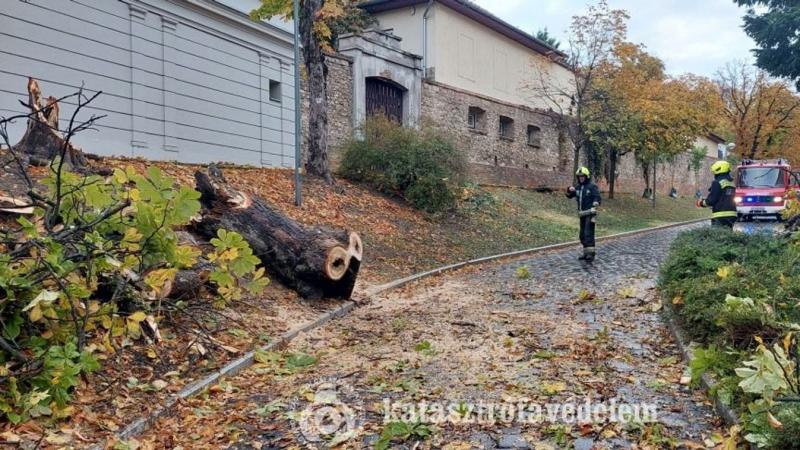 Zúgó szélvihar: Pécs szívében is fákat csavart ki az orkán ereje (FOTÓK)