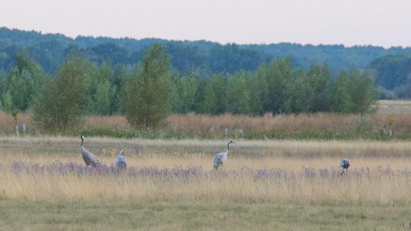 A vízi élőhelyek hiányosságai következtében drámai mértékben csökkent Bors térségében a darvak populációja.