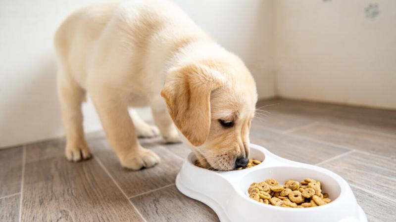 Kis probléma merült fel a kutyaeledel körül - Házipatika