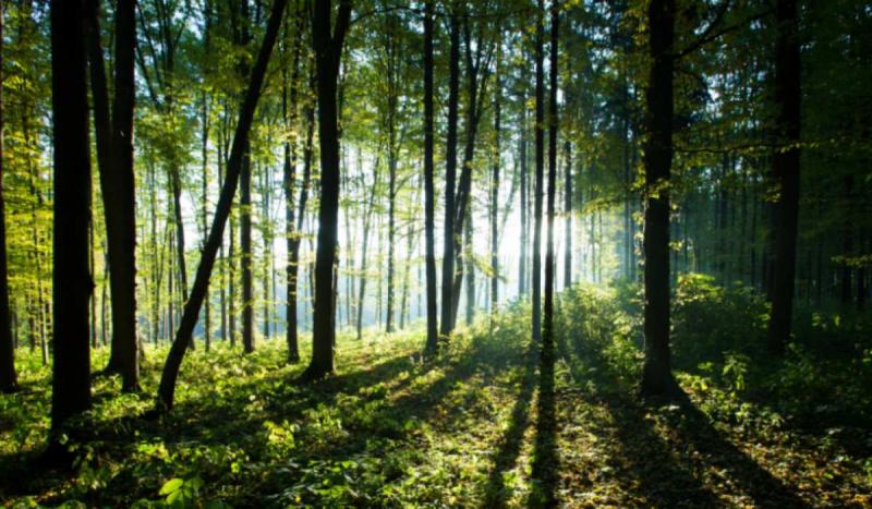 A világ szintjén tapasztalható erdőirtás csökkenő tendenciát mutat, ám az erdők továbbra is komoly kihívásokkal néznek szembe.