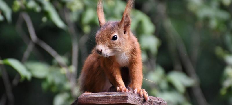 Ezt TILOS adni a mókusoknak – életveszélyes lehet számukra!